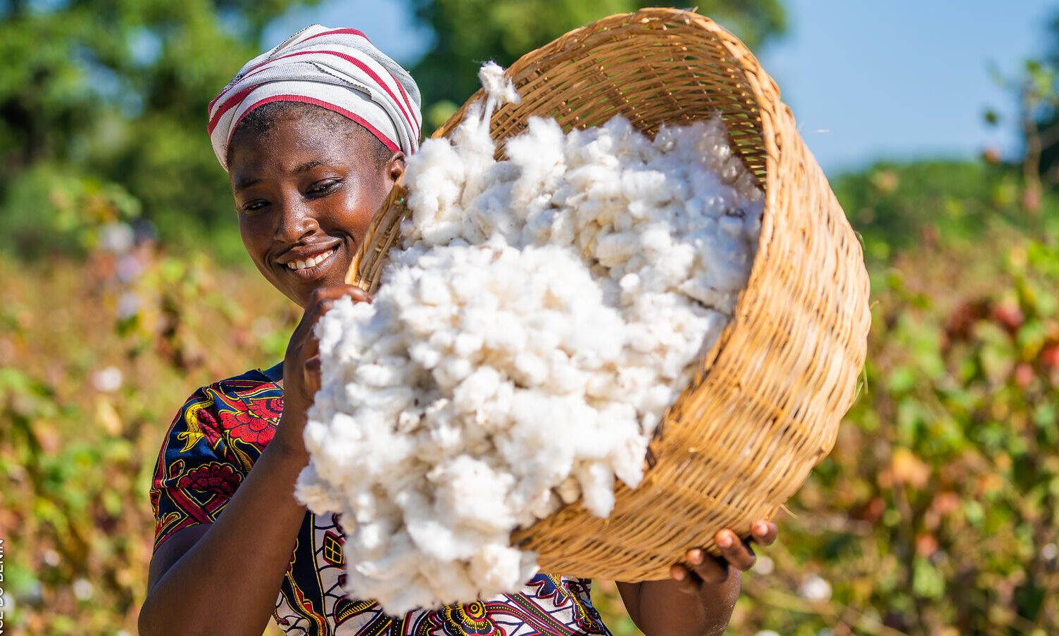 ÉCONOMIE  Kankan relance le coton : Un espoir pour l’économie rurale