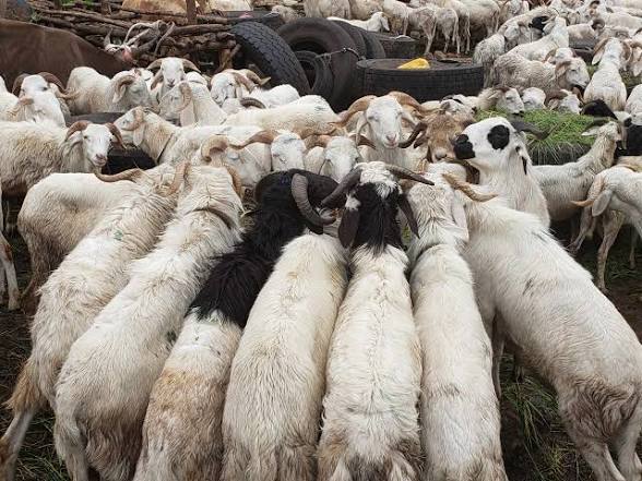 Tabaski 2026 : la flambée des prix des moutons inquiète les ménages guinéens