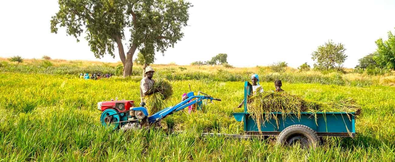 Agriculture : les producteurs de riz espèrent une bonne saison