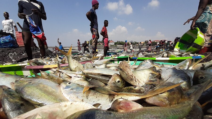 Pêche : fin du repos biologique, les activités reprennent en Guinée